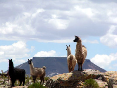 L'altiplano - Les lamas